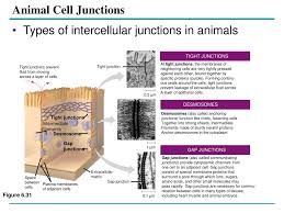 Cell junctions in animal cells. Ppt The Golgi Apparatus Shipping And Receiving Center Powerpoint Presentation Id 1730884