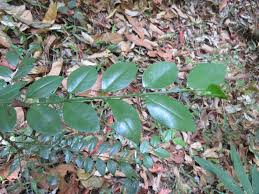 Image result for Scutia myrtina