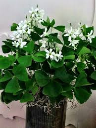 Feb 06, 2020 · how do i care for my shamrock plant? Bank Of Memories Flowers Shamrock Plant Shamrock Plant Plants Plant Images