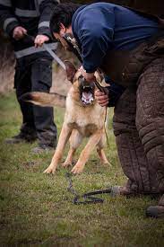What Is A K9 Dog K9 Dog Breeds Training Duties Mec Security