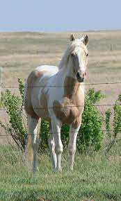 Buttermilk was ridden by evans in the 1950s television series the roy rogers show with her husband roy rogers who rode his palomino. Art Of Nature Rare Horses Horses American Paint Horse