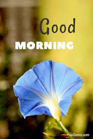 The flowers start the morning with bright blue color and as the day progresses, the color of the bloom turns to more of a pinkish hue. 35 Best Good Morning Flowers Images Funzumo
