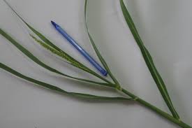 Image result for Polystachya melanantha