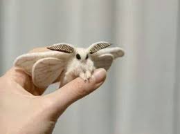 View discussions in 3 other communities. Venezuelan Poodle Moth Poodle Moth Cute Moth Venezuelan Poodle Moth