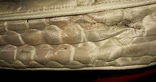 How fast do bed bugs spread in apartments? Mom Teaches Rental Managers Lesson After Putting Up With Bed Bug Infestation For Too Long