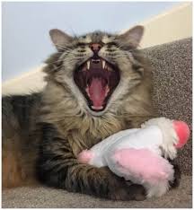 When you find a pet, you think is a good. Bristol Wales Cat Rescue Finding Loving Homes For Cats In Need