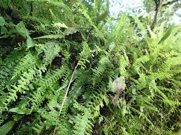 Image result for Asplenium dregeanum