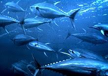 Ang laki ng panga ng barilis ang sarap ng kain ko. Yellowfin Tuna Wikipedia