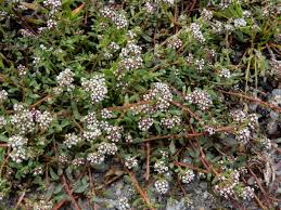 Image result for Corrigiola