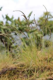 Image result for Tripogon