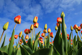 Bovendien zijn deze prachtige b&b's gelegen op de mooiste locaties…. Tulpen Archive Weltreise Durch Holland