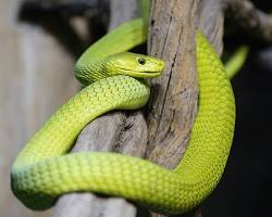 Cobra-verde-africana