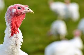 Maybe you would like to learn more about one of these? Growing Your Own Thanksgiving Turkeys Poultry