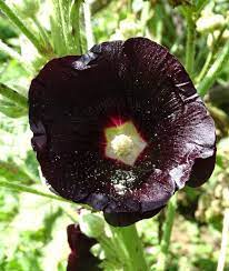 We did not find results for: Black Hollyhock An Original Ornamental Variety With Deep Black Blooms