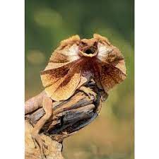 My beautiful baby frilled lizard showed up today! Frilled Neck Lizard Amazing Amazon