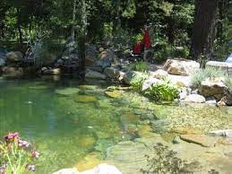 The Spring Fed Pond Pool Gives Clear Views Of The Koi Catfish And Other Fishes Water Features In The Garden Natural Pool Ponds Backyard