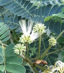 Image result for Albizia grandibracteata