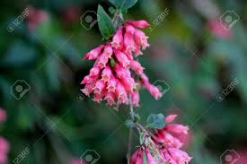 Maybe you would like to learn more about one of these? Cestrum Elegans Var Smithii Pink Cestrum Climbing Evergreen Shrub With Clusters Of Pink Tubular Flowers Hanging At Ends Of Arching Branches Stock Photo Picture And Royalty Free Image Image 135069044