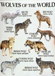 Wolf Types Wolf Dog Animals Wild Animals