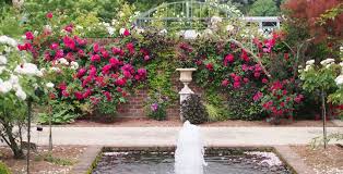 Maybe you would like to learn more about one of these? 15 Stunning Rose Garden Ideas How To Plant A Rose Garden