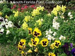 Dies back during summer and fall. South Florida Annuals