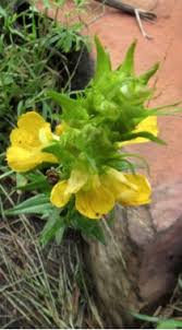 Image result for Alectra sessiliflora