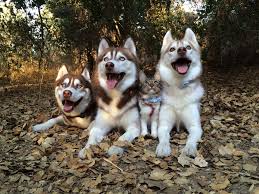 Don T Let The Little Husky Fool You Little Husky Siberian Husky Dog Husky Dogs