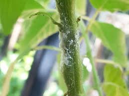 Sep 02, 2019 · how do i get rid of mealybugs in the soil? How To Get Rid Of Mealybugs Plant Care Tips And More La Residence