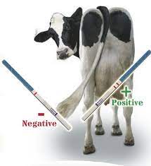 Cattle Pregnancy Test Kits Clickbd