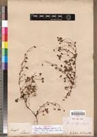 Image result for Marsilea burchellii