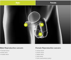 Male reproductive cancers fact sheet, female reproductive cancers fact sheet. Male Female Reproductive Cancers Do You Know The Early Signs Great Health Naturally