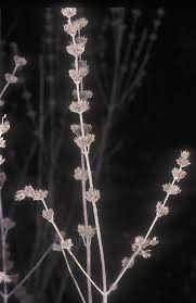 Image result for Micromeria