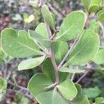 Image result for Searsia lucida