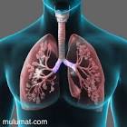 معلومات تهم حياتك mulumat
