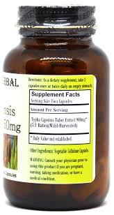 Image result for Typha capensis