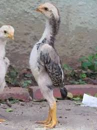Harga Jual Ayam Dan Jenis Jenis Shamo Ori Jepang Pet Chickens Chicken Breeds Beautiful Chickens