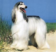 Afghan Hound Dog Images Wallpapers Photos Pictures Afghan Hound Hound Dog Breeds Dog Breeds