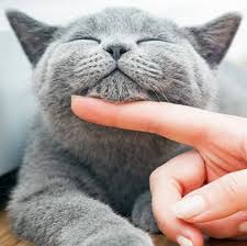 The Most Patient Puttytats Kedi Muhabbet Kuslari Hayvanlar