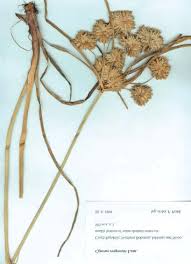 Image result for Cyperus margaritaceus