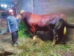 Mengelak menjadikan lembu sebagai korban ialah bahasa yang manis kepada maksud mengharamkan pengorbanan lembu semasa korban. Lembu Korban Berharga Rm24 000
