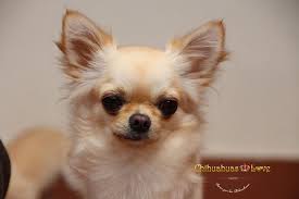 Pin On Cachorros Chihuahua