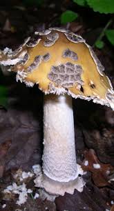 golden mushroom paddestoelen natuur planten