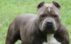 Resultado de imagen de pit bull terrier