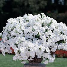 3.9 out of 5 stars 11. Trailing Petunia Seeds 41 Trailing Petunias Annual Flower Seeds