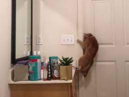 This Cat Opening A Door By Himself Is Truly Impressive