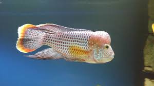 My Cichlid Akvaryum