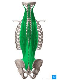 Intermediate back muscles and c. Erector Spinae Attachments Innervation And Function Kenhub