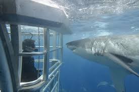 Jun 20, 2021 · un tiburón blanco fue grabado cuando devoró a un ave que le había 'robado' comida, arrojada al agua por un grupo turistas. Crucero En Australia Con Opcion De Inmersion En Jaula Desde Port Lincoln 2021 Viator