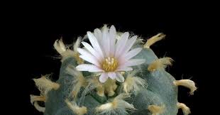 Learn how to grow these interesting cacti. Psilocybin Mescaline Podcast Chemistry World