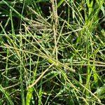 Image result for Cynodon nlemfuensis